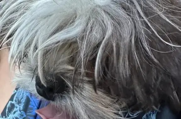 Lost and found pets Bakersfield, photo: Found Собака, Male, Cardamon Drive, 3312, Bakersfield - Shih Tzu with no collar