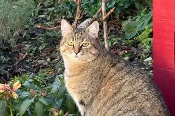 Animaux perdus Paris, photo: Perdu chat femelle, Rue Ferrer, 32, Carmaux, Paris - miaule fort