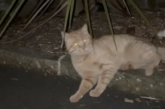 Animaux trouvés La Chapelle-Janson, photo: Trouvé chat homme, La Basse Noe, 3, La Chapelle-Fleurigné, La Chapelle-Janson - très câlin