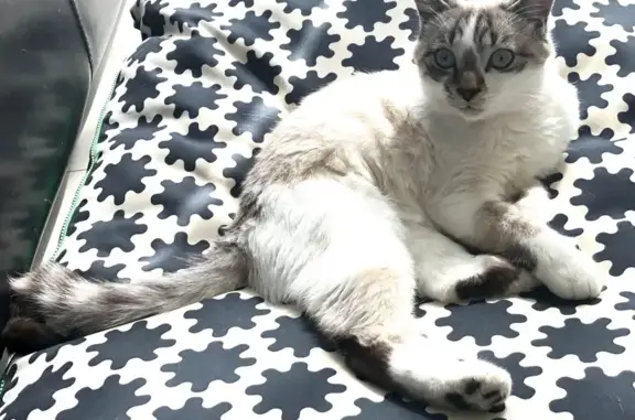 Perdu chat homme, Avenue Cyrnos, Nice - croisé siamois, pelage clair - photo