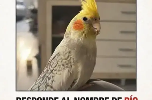 ¡Ave Perdida! Amarillo con Mofletes Naranjas