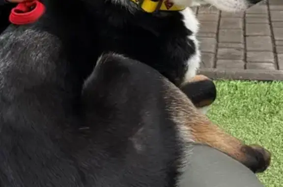 Одеса! Район парку Шевченка! Злякалася і втекла собака. Дівчинка, чорно-білого коліру, на ній червоний повідець. Налякана і до рук може не підійти. Налякана, але не агресивна. Телефонувати: +380 63 890 2184 Віталій