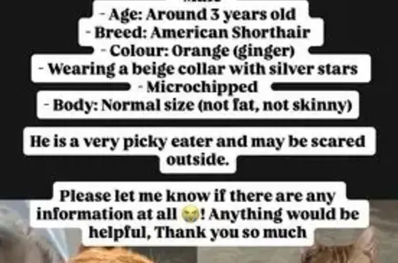 Lost 3-Year-Old Orange Cat in Brisbane