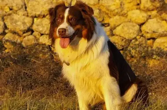 Perdu chien homme, Neffiès, Canet - couleur blanc marron - photo