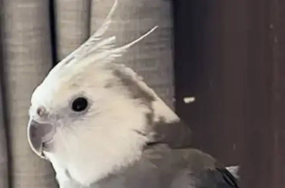Lost pets , photo: Lost Cockatiel Jessie on Allumba St
