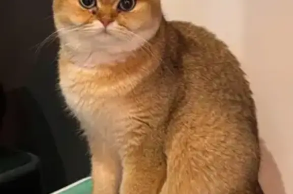 Gata Británica Chinchilla Perdida en Torrevieja