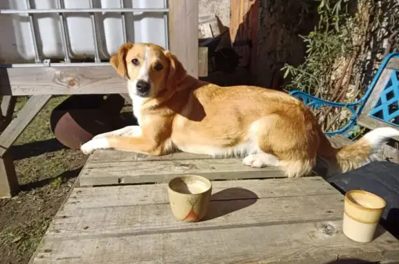 Perdu chien femelle, rousse et blanche, Loireauxence, Paris - photo