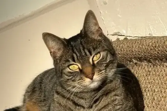 Animaux perdus Paris, photo: Perdu Chatte, Rue Louis Pasteur, Saint-André-les-Vergers, Paris - tigrée répond au prénom de Paprika