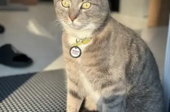 Зникла кішка з жовтим нашийником у Музичах