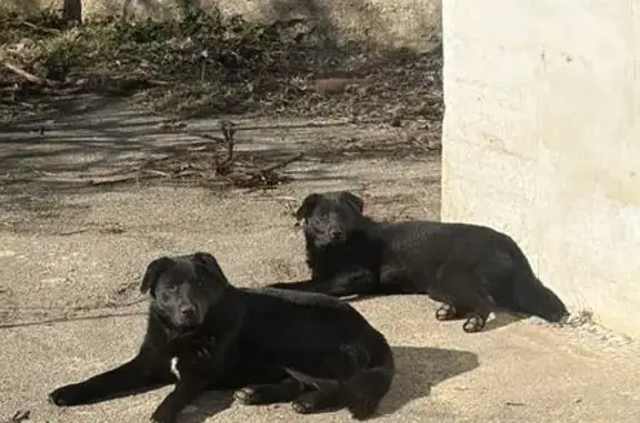 Зникли лабрадори в Діївці: допоможіть знайти!