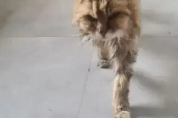 Animaux trouvés Ploemel, photo: Trouvé chat, Route Er Mané, 4, Ploemel - maigre et semble âgé