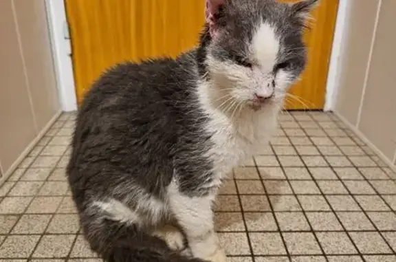 Animaux trouvés Naizin, photo: Trouvé chat gris et blanc, Le Pas, Saint-Brandan, Naizin - semble assez âgé