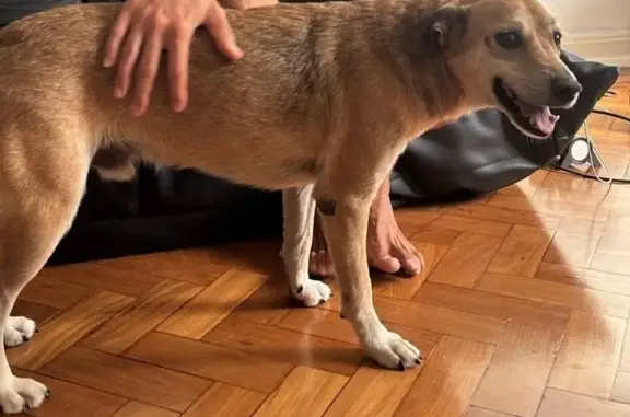 Cachorro perdido Macho (brl002437) - photo