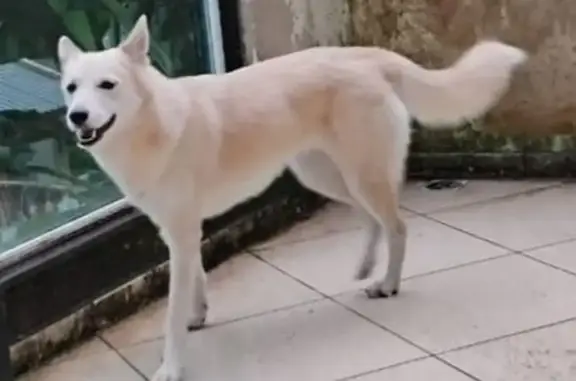 Cachorro encontrado