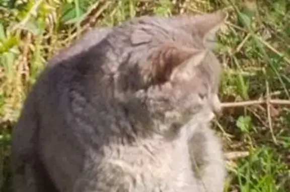 Animaux trouvés Quimperlé, photo: Trouvé chat tigré gris clair, Boulevard de la Gare, 34B, Quimperlé
