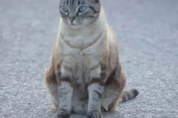 Animaux perdus Paris, photo: Perdu chat femelle, Rue Jean Neveu, Saint-Julien-les-Villas, Paris - sociable et curieuse