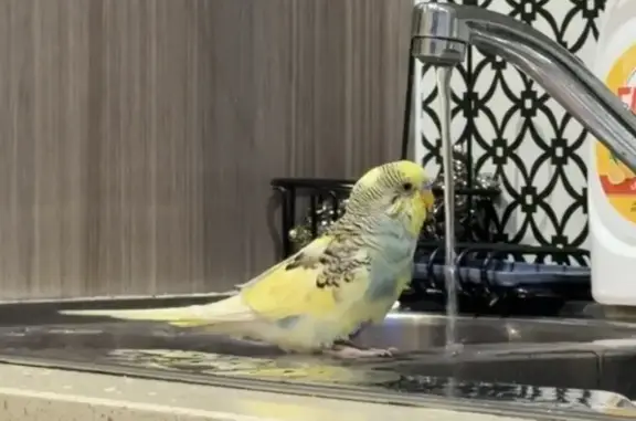 Lost: Vibrant Yellow & Blue Baby Bird