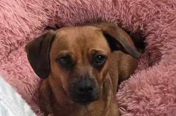 Help Find Ritchie: Lost Dog in Parramatta