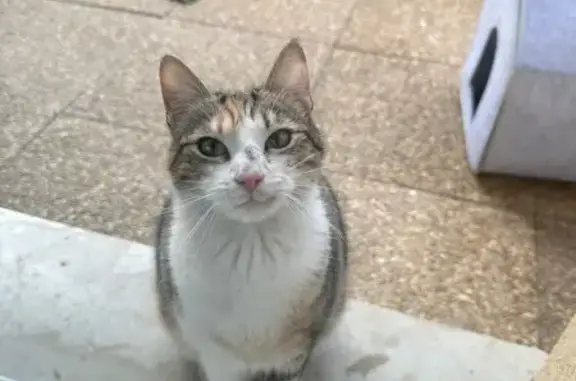 Chat trouvé Creil, photo: Trouvée chatte, Rue Gambetta, 75, Creil - très affectueuse et sociable