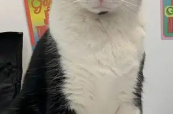 Perdu chat homme, Rue Croutelle, 21, Reims - noir et blanc avec collier réfléchissant - photo