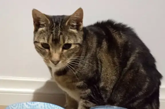 Friendly Young Cat Found on Ma...