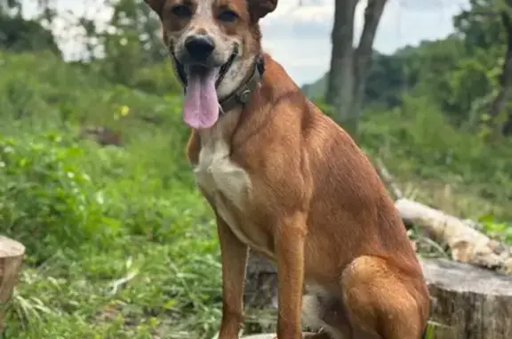 Lost Dog, Clarksburg, West Virginia - Rooster with green collar - photo
