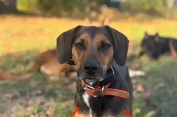 Lost Собака, Clarksburg, West Virginia - Male, Chester with bright orange collar - photo