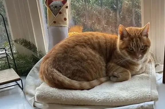 Lost Кошка, Maplewood Road, 2109, Richmond - orange tabby with white paws - photo