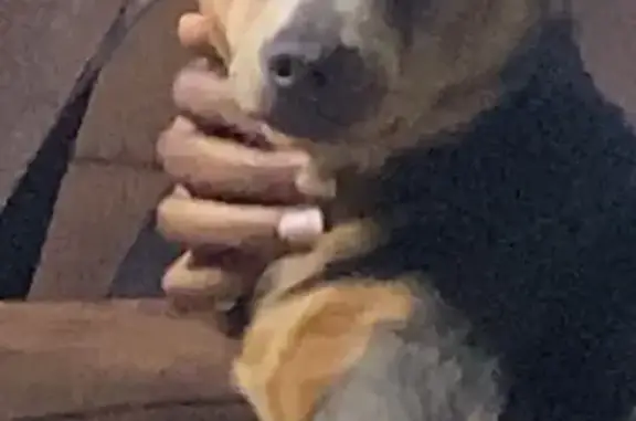 Lost Собака, Gardner Park Drive, 2505, Fayetteville - blue and tan, missing hair - photo