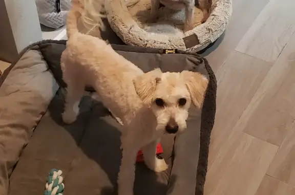 Lost Собака, Meade Street, 5330, Denver - white Maltipoo, 7 years old - photo