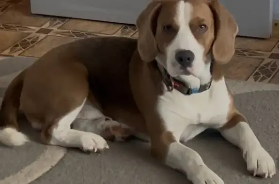 Зникла триколорова собака в Білій Церкві