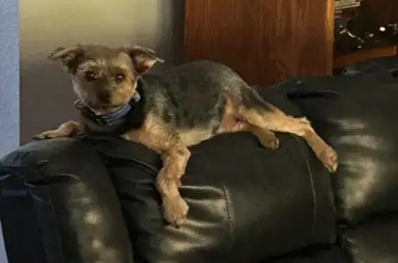 Lost Собака, North Highway Vv, Columbia - Black/Brown Large Yorkie Terrier - photo