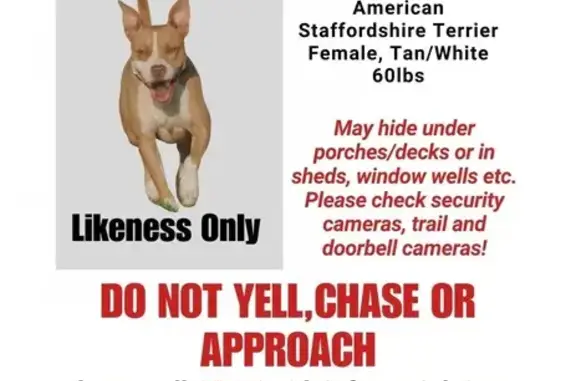 Found dog Minneapolis, photo: Found Собака, Burnsville, Minnesota - cream/light tan coat