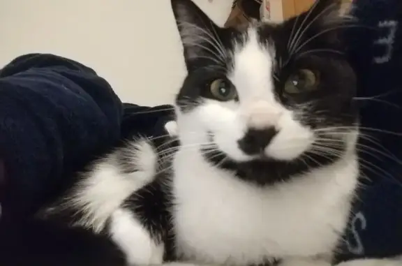 Gata Perdida: Blanca y Negra en Baza