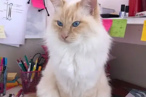 Chat perdu, Paris, photo: Perdu chat mâle, Rue Guérin, 30, Fontainebleau, Paris - Sacré de Birmanie roux crème