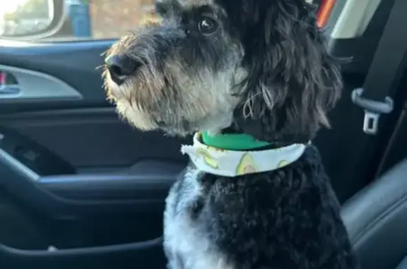 Black with white under belly, paws and eyebrows. He disappeared on March 10th during the storm. He will respond to his name and the command “come touch” with a hand out. He’s very friendly but afraid of storms