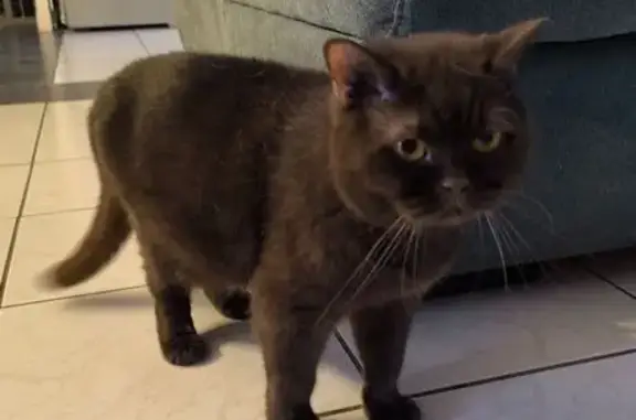 Perdu chat homme, Rue Roger Salengro, 192, Saint-Sauveur - British Shorthair marron chocolat - photo
