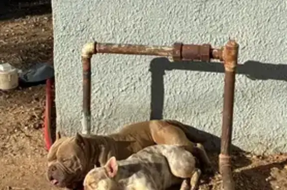 Missing dog Portales, photo: Lost Собака, West 17th Street, 726, Portales - Miklo doesn’t have a collar