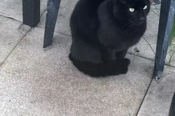 Animaux trouvés Paris, photo: Trouvé chat homme, Avenue Louis Lumière, Chartres, Paris - noir avec tache blanche