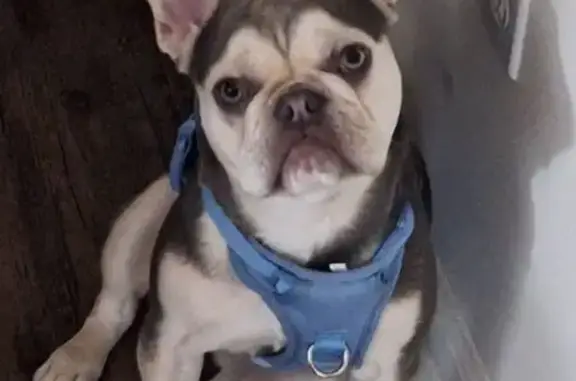 Lost Собака, North Dearborn Street, 2821, Indianapolis - Male, Color blue/Tan - photo