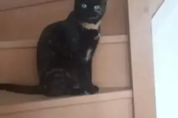Animaux perdus Elbeuf, photo: Perdu chat femelle, Rougemontier, Normandie - stérilisée il y a environ 3 semaines
