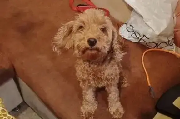 Зникла пуглива мальтипу на Балківській, Одеса