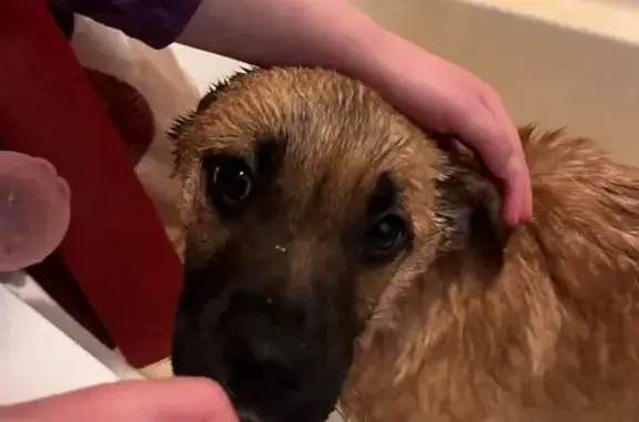 Missing dog Eau Claire, photo: Lost Собака, Michigan 62, 8197, Eau Claire - very friendly, gold collar