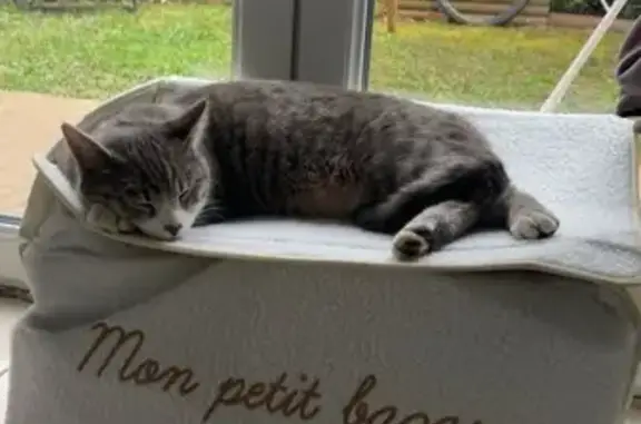 Chat perdu, Vénissieux, photo: Chat disparu Garçon, Vénissieux (fl586000)