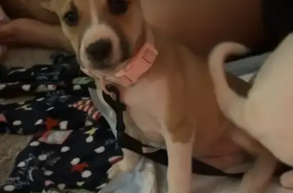 Lost Собака Female, Cabot, Arkansas - brown, white snout - photo