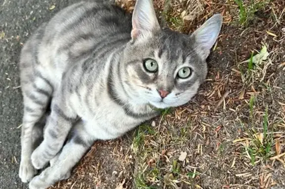 Perdu chat homme, Rue Michel Ange, 1, Ermont - sociable mais craintif - photo