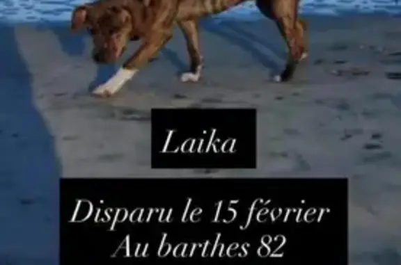 Perdu Chien Femme, Route de Saint-Porquier, 352, Les Barthes, Lafrançaise - photo