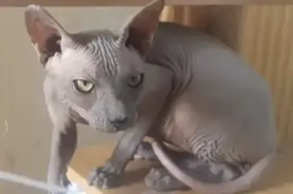 Perdu Chat Homme, Rue de Dakar, Bruay-la-Buissière - SPHYNX gris avec grain de beauté - photo