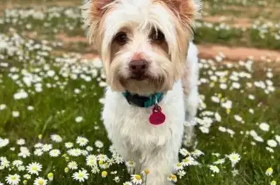 Perrita de 13 años perdida en Aroche, Andalucía