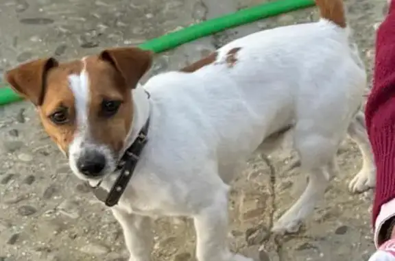 Perros perdidos, , foto: Perro Perdido en Los Palacios: Jack Russell